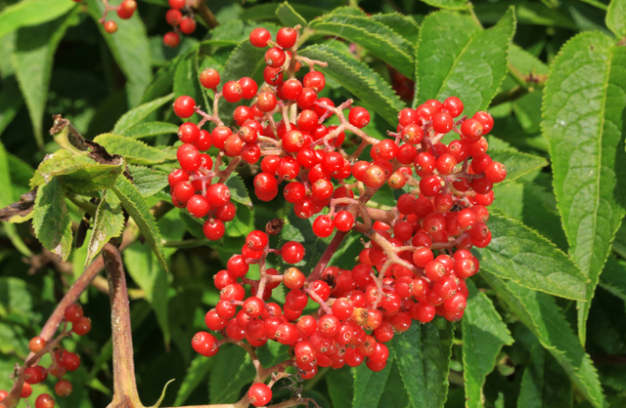 Scarlet Elder, Red-berried Elderberry, Red Elderberry - Sambucus racemosa (Sambucus pubens)