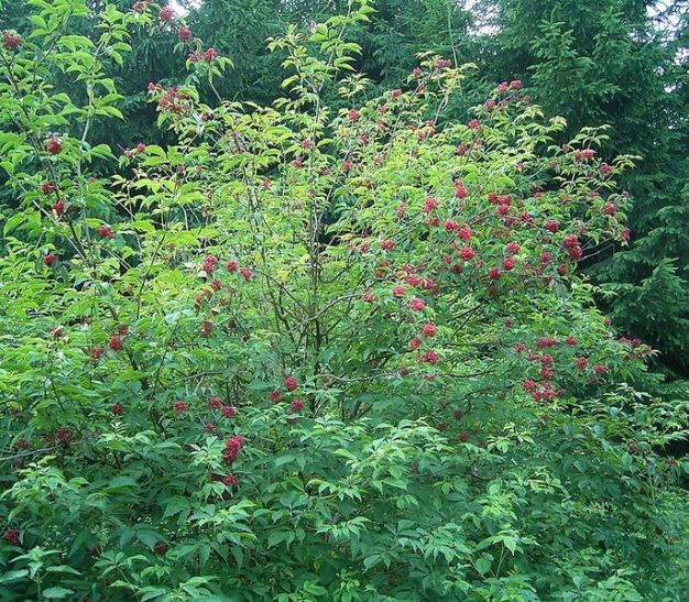 Scarlet Elder, Red-berried Elderberry, Red Elderberry - Sambucus racemosa (Sambucus pubens) 2