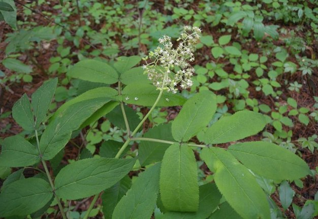 Scarlet Elder, Red-berried Elderberry, Red Elderberry - Sambucus racemosa (Sambucus pubens) 3