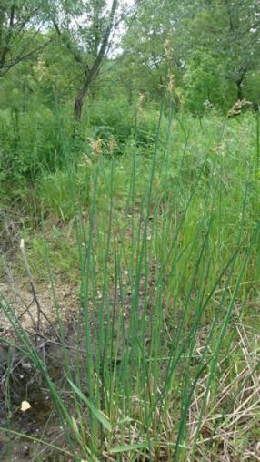 Softstem Bulrush, Great Bulrush - Schoenoplectus tabernaemontani (Scirpus validus)