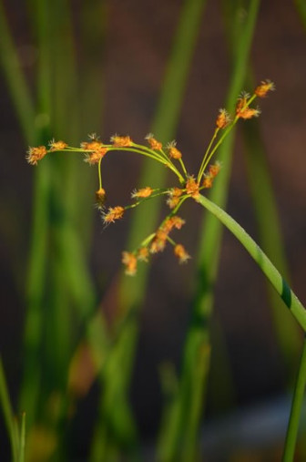 Softstem Bulrush, Great Bulrush - Schoenoplectus tabernaemontani (Scirpus validus) 2