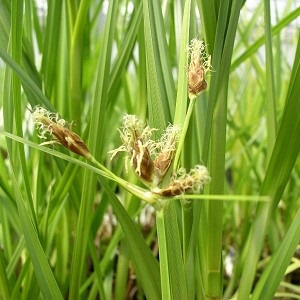 River Bulrush - Schoenoplectus fluviatilis (Scirpus fluviatilis)