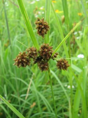 Dark Green Bulrush, Black Bullrush - Scirpus atrovirens