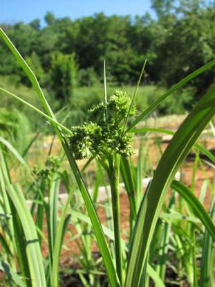 Dark Green Bulrush, Black Bullrush - Scirpus atrovirens 2