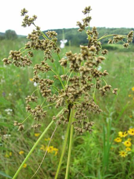 Wool Grass, Cotton Grass - Scirpus cyperinus