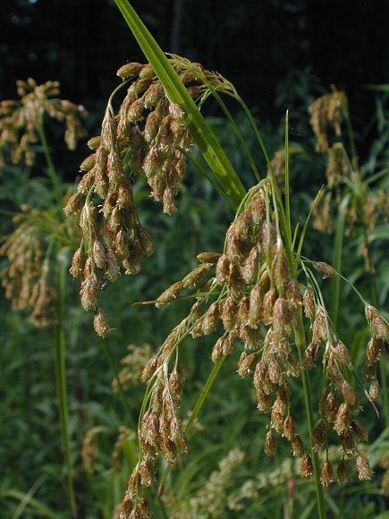 Rufous Bulrush - Scirpus pendulus