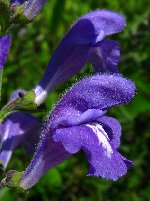 Mad-Dog Skullcap, Rough Skullcap, Helmet-flower, Common Large Skullcap, Tall Skullcap - Viburnum rafinesqueanum (also V. rafinScutellaria integrifolia) 2