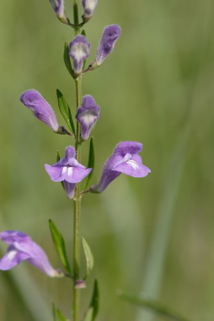 Large-flowered Skullcap, Helmet Flower - Scutellaria integrifolia