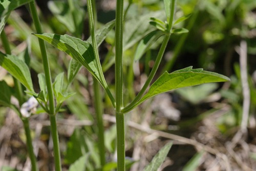 Large-flowered Skullcap, Helmet Flower - Scutellaria integrifolia 3