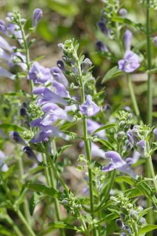 Large-flowered Skullcap, Helmet Flower - Scutellaria integrifolia 2