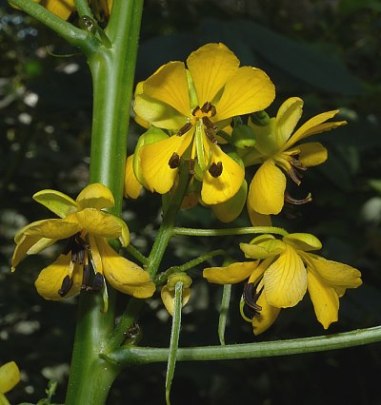 Maryland Senna - Senna marilandica (Cassia marilandica)