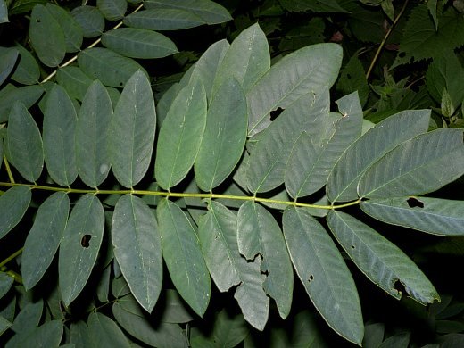 Maryland Senna - Senna marilandica (Cassia marilandica) 2