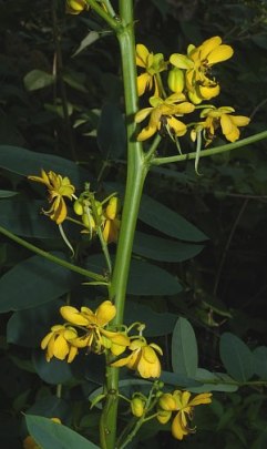 Maryland Senna - Senna marilandica (Cassia marilandica) 3