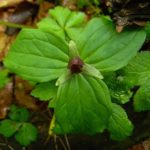Sessile Toadshade, Wood Lily, Toad Trillium - Trillium sessile