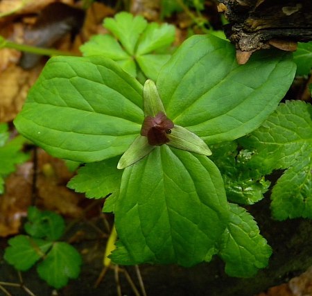 Sessile Toadshade, Wood Lily, Toad Trillium - Trillium sessile