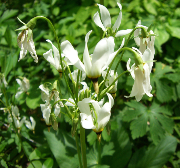 Shooting Star - Dodecatheon meadia