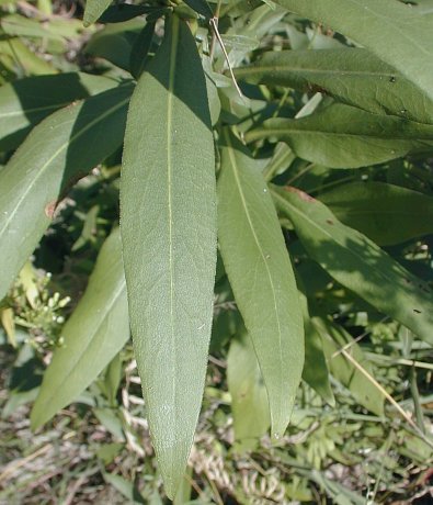 Showy Goldenrod - Solidago speciosa 9