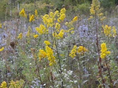 Showy Goldenrod - Solidago speciosa 8