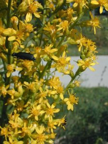 Showy Goldenrod - Solidago speciosa 7