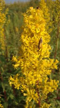 Showy Goldenrod - Solidago speciosa 6