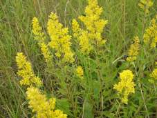 Showy Goldenrod - Solidago speciosa 5