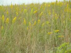 Showy Goldenrod - Solidago speciosa 4