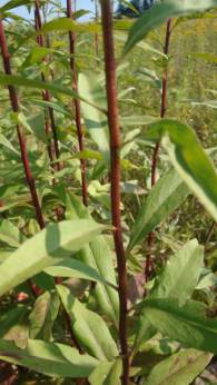 Showy Goldenrod - Solidago speciosa 3