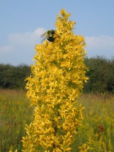 Showy Goldenrod - Solidago speciosa