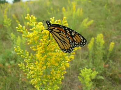 Showy Goldenrod - Solidago speciosa 2