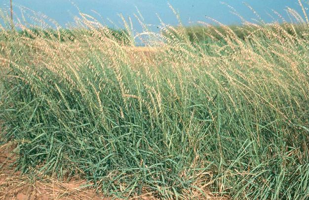 Sideoats Grama - Bouteloua curtipendula