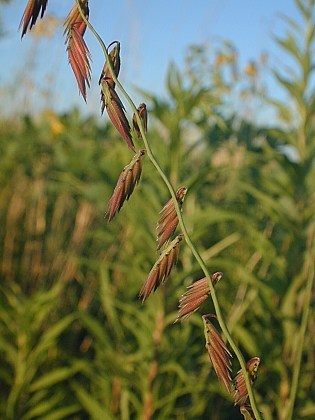 Sideoats Grama - Bouteloua curtipendula 2