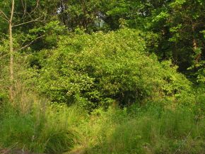 Silky Dogwood - Cornus amomum 3