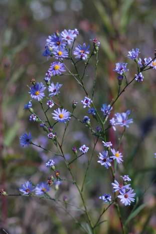 Sky Blue Aster - Symphyotrichum oolentangiense (Aster azureus) 2