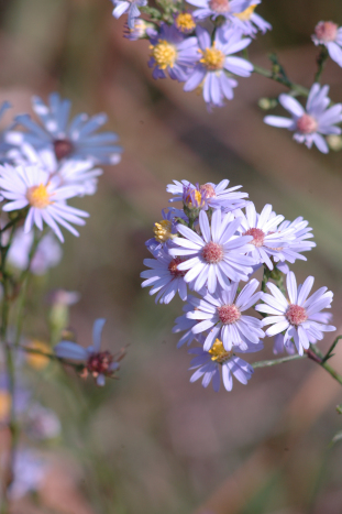 Sky Blue Aster - Symphyotrichum oolentangiense (Aster azureus)