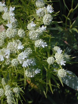 Slender Mountain Mint, Narrowleaf Mountainmint - Pycnanthemum tenuifolium
