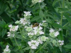 Slender Mountain Mint, Narrowleaf Mountainmint - Pycnanthemum tenuifolium 2