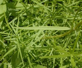 Slender Mountain Mint, Narrowleaf Mountainmint - Pycnanthemum tenuifolium 3