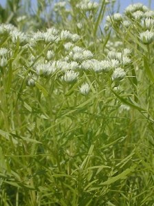 Slender Mountain Mint, Narrowleaf Mountainmint - Pycnanthemum tenuifolium 4