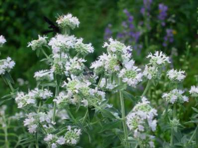 Slender Mountain Mint, Narrowleaf Mountainmint - Pycnanthemum tenuifolium 5