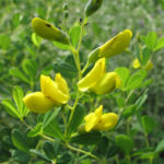 Small Yellow Wild Indigo - Baptisia tinctoria 2