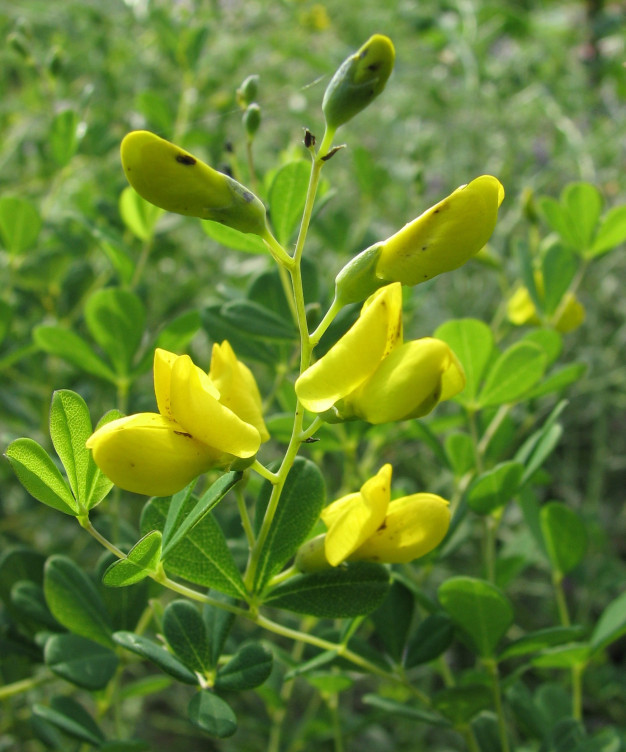 Small Yellow Wild Indigo - Baptisia tinctoria 2