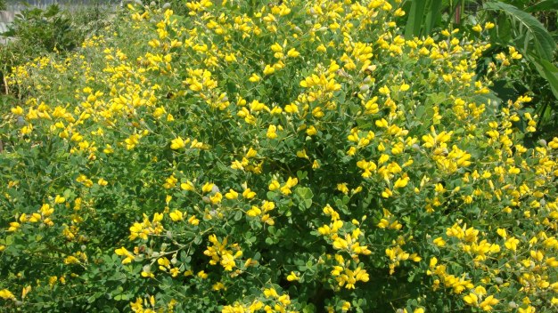 Small Yellow Wild Indigo - Baptisia tinctoria