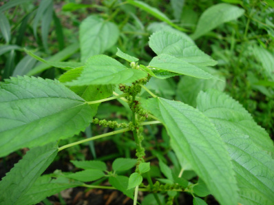 Smallspike False Nettle - Boehmeria cylindrica