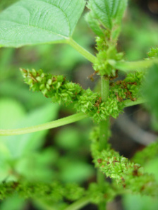 Smallspike False Nettle - Boehmeria cylindrica 2