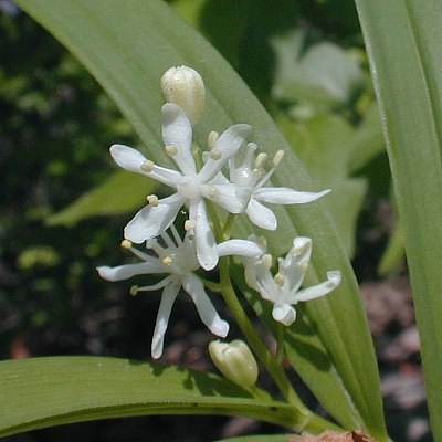 Starry False Lily of the Valley, Starry Solomon’s Plume, Star-flowered Solomon’s Seal, Little False Solomon’s Seal - Smilacina stellata