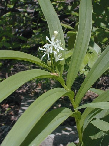 Starry False Lily of the Valley, Starry Solomon’s Plume, Star-flowered Solomon’s Seal, Little False Solomon’s Seal - Smilacina stellata 2