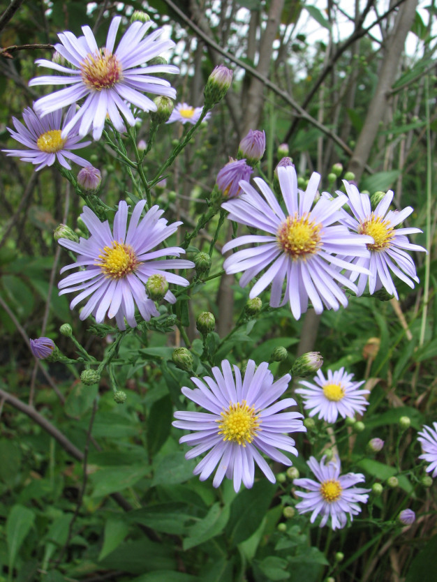 Smooth Blue Aster - Symphyotrichum laeve (Aster laevis)