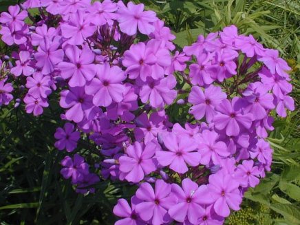 Smooth Phlox, Marsh Phlox - Phlox glaberrima 2