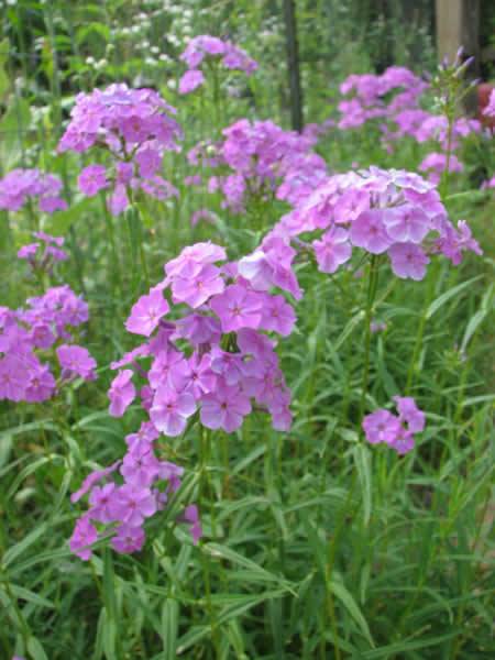 Smooth Phlox, Marsh Phlox - Phlox glaberrima 3