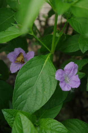 Smooth Ruellia, Limestone Wild Petunia - Ruellia strepens 2